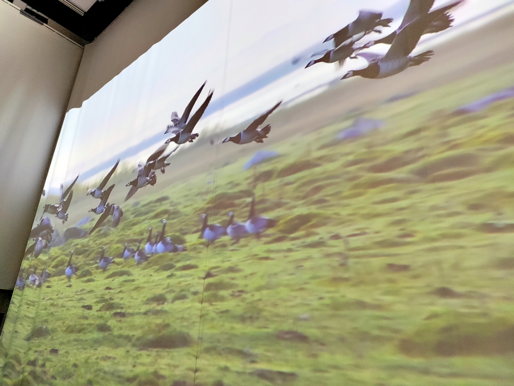 Kuopion Luonnontieteellinen museo 2022: kolmella videotykillä heijastettu kolmen 6m x 3m seinän muuttolintujen matkaa kuvaava videoprojisointi museon uudistettuun perusnäyttelyyn.